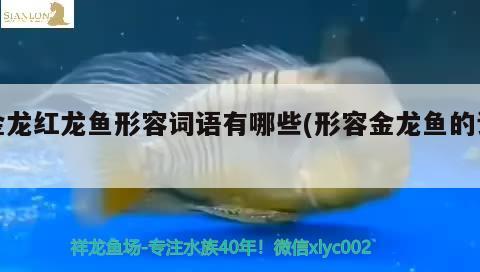 金龍紅龍魚(yú)形容詞語(yǔ)有哪些(形容金龍魚(yú)的詞)