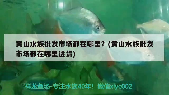 黃山水族批發(fā)市場(chǎng)都在哪里？(黃山水族批發(fā)市場(chǎng)都在哪里進(jìn)貨) 觀賞魚水族批發(fā)市場(chǎng)