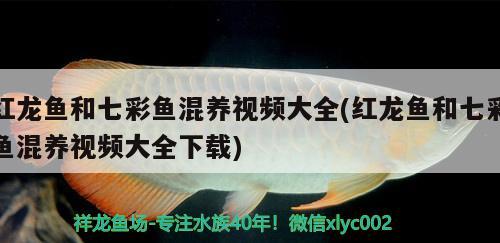 紅龍魚和七彩魚混養(yǎng)視頻大全(紅龍魚和七彩魚混養(yǎng)視頻大全下載)