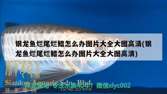 什么恐龍魚(yú)不咬魚(yú)（什么恐龍不吃） 女王大帆魚(yú)苗 第1張