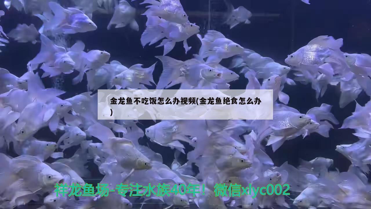 金龍魚不吃飯怎么辦視頻(金龍魚絕食怎么辦) 戰(zhàn)車紅龍魚