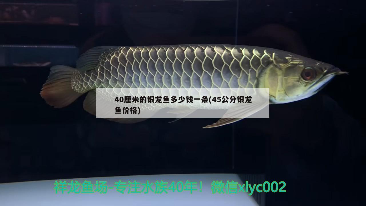 40厘米的銀龍魚多少錢一條(45公分銀龍魚價格)