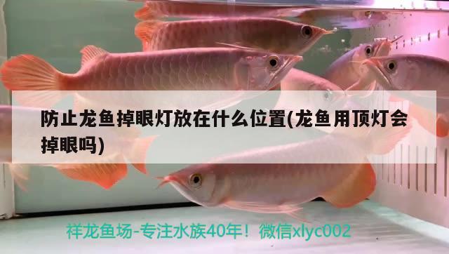 防止龍魚掉眼燈放在什么位置(龍魚用頂燈會(huì)掉眼嗎)