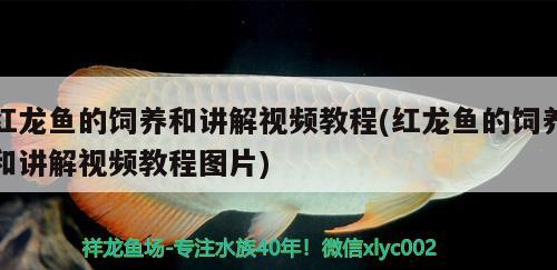 紅龍魚的飼養(yǎng)和講解視頻教程(紅龍魚的飼養(yǎng)和講解視頻教程圖片) 潛水艇魚