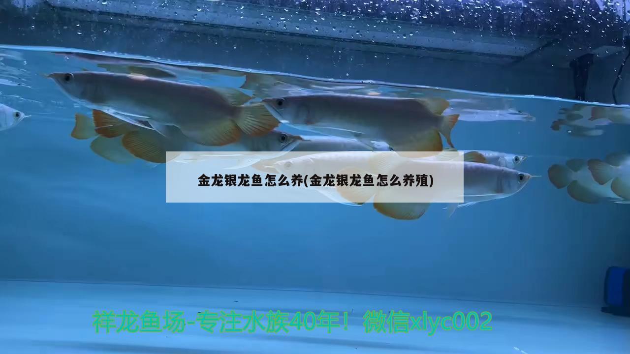 金龍銀龍魚怎么養(yǎng)(金龍銀龍魚怎么養(yǎng)殖)