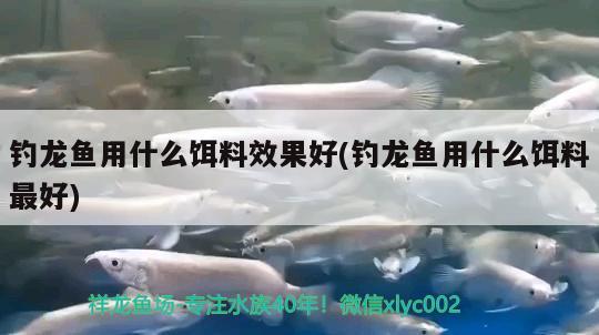 釣龍魚(yú)用什么餌料效果好(釣龍魚(yú)用什么餌料最好)