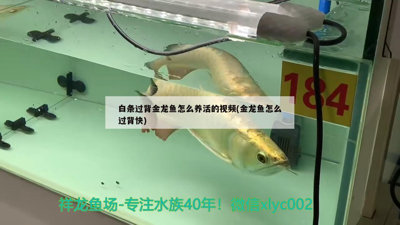 白條過背金龍魚怎么養(yǎng)活的視頻(金龍魚怎么過背快)