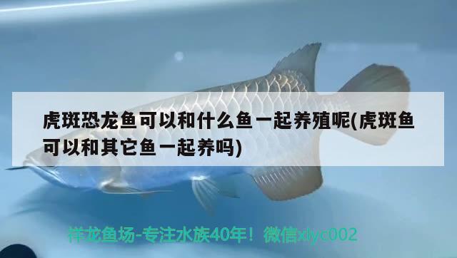 虎斑恐龍魚可以和什么魚一起養(yǎng)殖呢(虎斑魚可以和其它魚一起養(yǎng)嗎) 虎斑恐龍魚