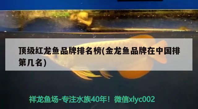 頂級紅龍魚品牌排名榜(金龍魚品牌在中國排第幾名)