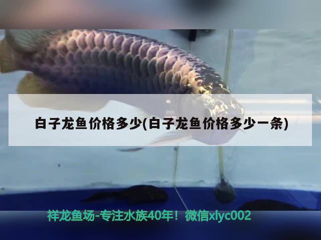 家里養(yǎng)銀龍魚養(yǎng)幾條最好(請(qǐng)問銀龍魚養(yǎng)幾條合適) 銀龍魚