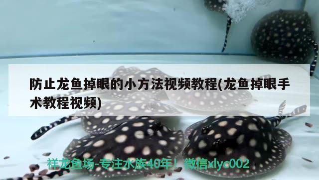 防止龍魚掉眼的小方法視頻教程(龍魚掉眼手術(shù)教程視頻) 粗線銀版魚