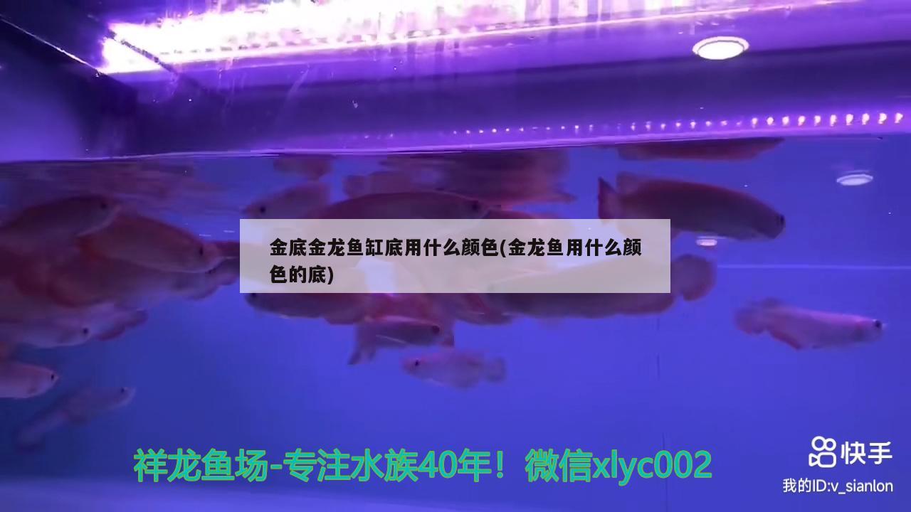 金底金龍魚(yú)缸底用什么顏色(金龍魚(yú)用什么顏色的底) 溫控設(shè)備