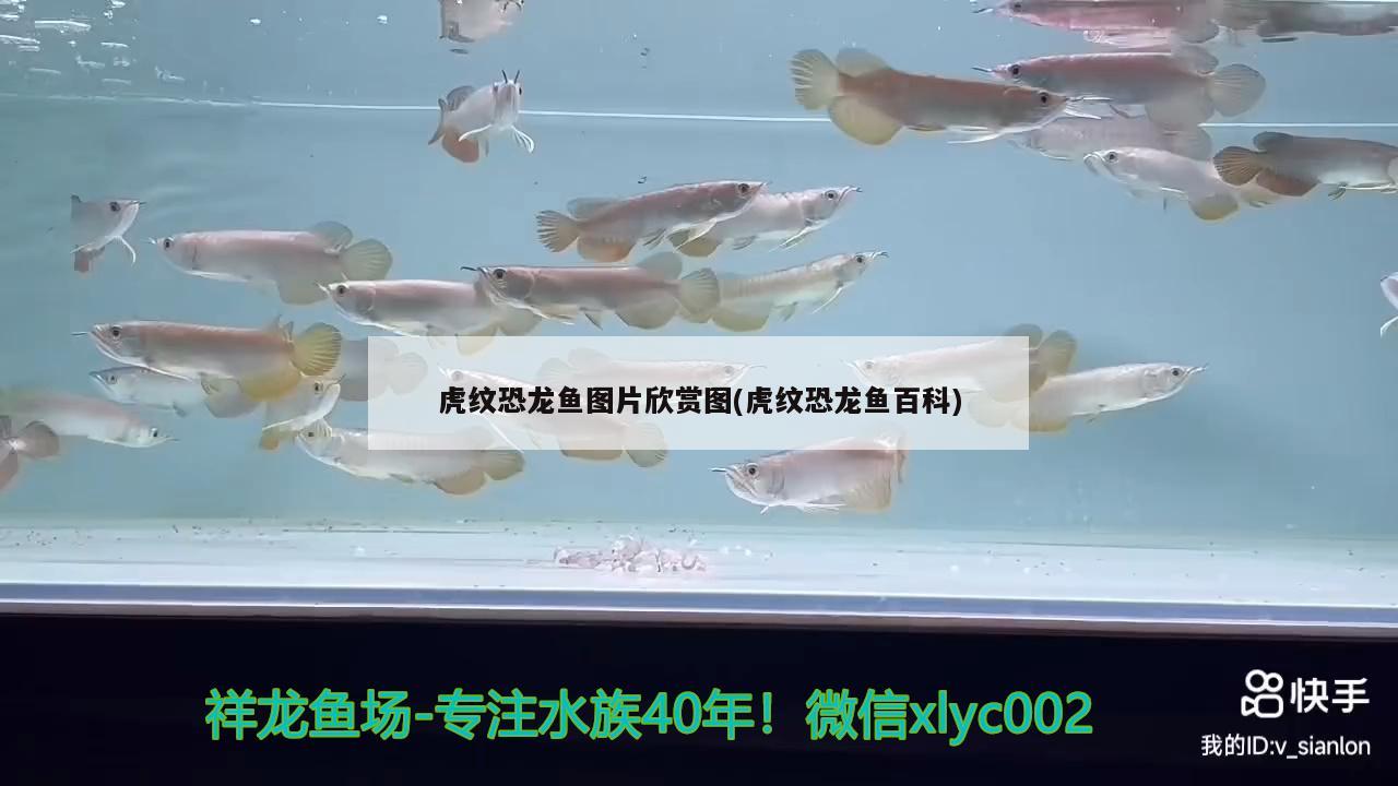 虎紋恐龍魚圖片欣賞圖(虎紋恐龍魚百科) ?；?異型虎魚/純色虎魚