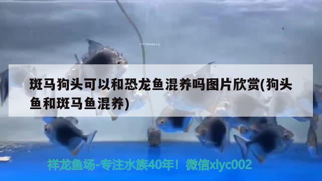 斑馬狗頭可以和恐龍魚混養(yǎng)嗎圖片欣賞(狗頭魚和斑馬魚混養(yǎng))