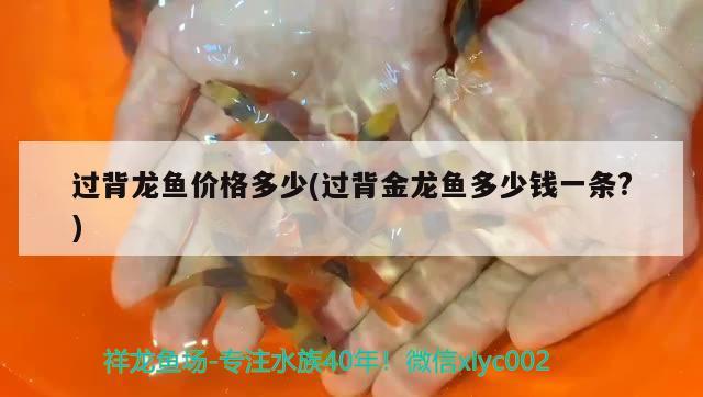 過背龍魚價格多少(過背金龍魚多少錢一條?) 過背金龍魚