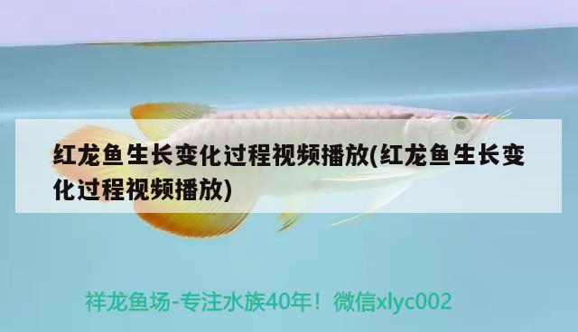 紅龍魚生長變化過程視頻播放(紅龍魚生長變化過程視頻播放) 水族維護服務(wù)（上門）