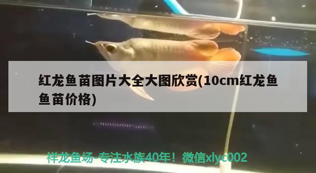 紅龍魚苗圖片大全大圖欣賞(10cm紅龍魚魚苗價格) 黑云魚