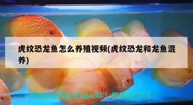 保定市蓮池區(qū)曉輝水族用品店 水族用品 第4張