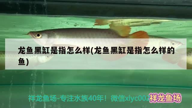 龍魚黑缸是指怎么樣(龍魚黑缸是指怎么樣的魚) 伊巴卡魚