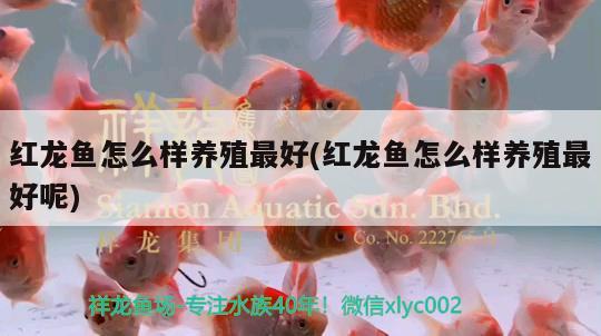 紅龍魚(yú)怎么樣養(yǎng)殖最好(紅龍魚(yú)怎么樣養(yǎng)殖最好呢)