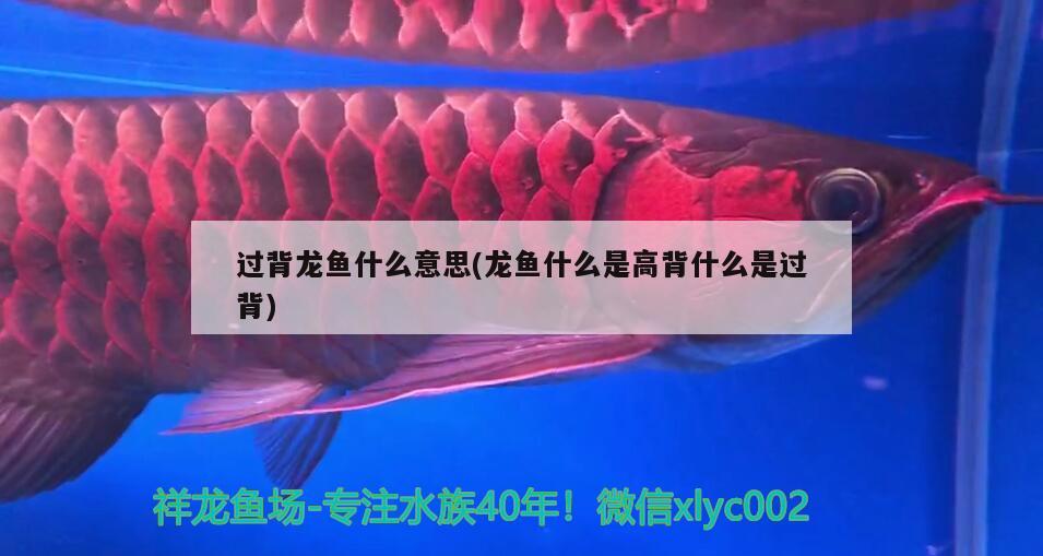 過背龍魚什么意思(龍魚什么是高背什么是過背) 祥龍水族護理水