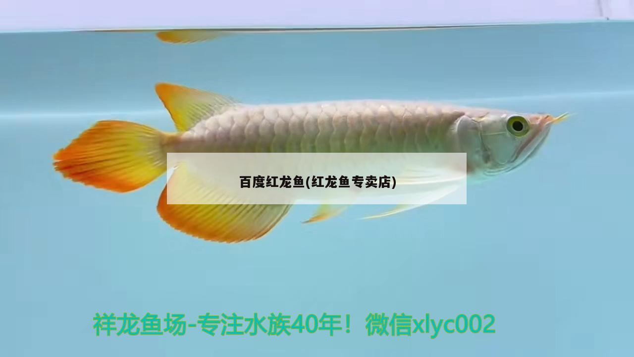 百度紅龍魚(紅龍魚專賣店)