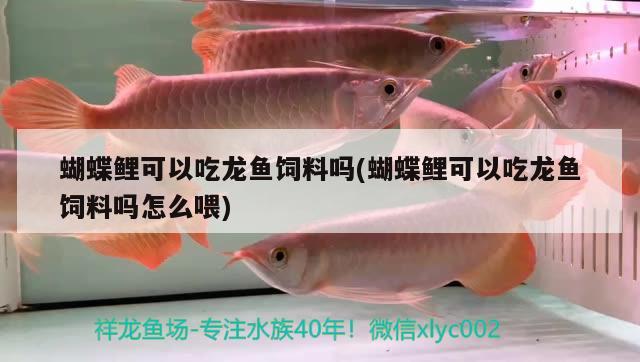 黑色金龍魚(yú)圖片大全高清(黑色龍睛金魚(yú)圖片) 馬拉莫寶石魚(yú) 第2張