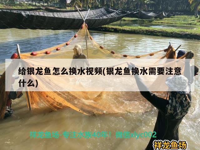 給銀龍魚怎么換水視頻(銀龍魚換水需要注意什么) 銀龍魚