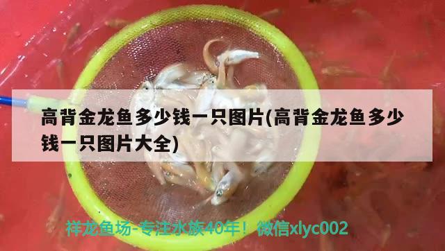 高背金龍魚多少錢一只圖片(高背金龍魚多少錢一只圖片大全) 高背金龍魚