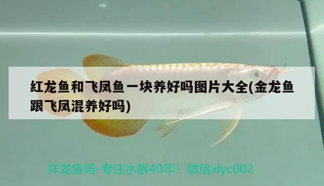 紅龍魚和飛鳳魚一塊養(yǎng)好嗎圖片大全(金龍魚跟飛鳳混養(yǎng)好嗎)