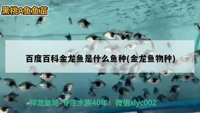 百度百科金龍魚是什么魚種(金龍魚物種) 非洲金鼓魚 第2張