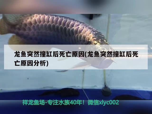 龍魚突然撞缸后死亡原因(龍魚突然撞缸后死亡原因分析) 殺菌消毒設(shè)備