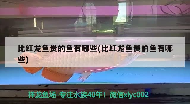 24k金龍魚燈光（金龍魚用什么燈光） 杰西卡恐龍魚 第2張