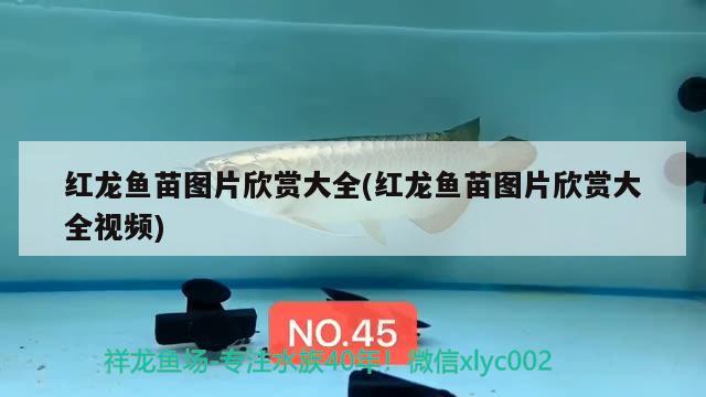 貴州魚缸廠家排名榜（ 貴州魚缸廠家排名榜最新） 藍底過背金龍魚