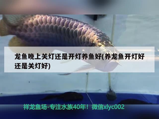 龍魚晚上關(guān)燈還是開燈養(yǎng)魚好(養(yǎng)龍魚開燈好還是關(guān)燈好)