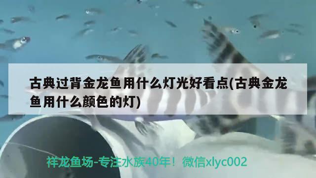 魚缸過(guò)濾材料怎么放置最好（ 魚缸過(guò)濾材料放什么最好） 泰龐海蓮魚