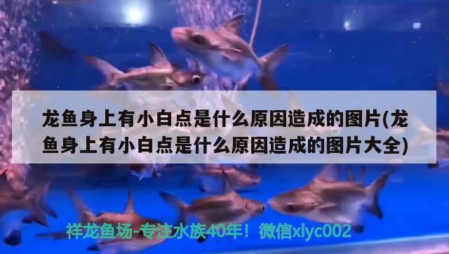 龍魚身上有小白點是什么原因造成的圖片(龍魚身上有小白點是什么原因造成的圖片大全) 印尼四紋虎