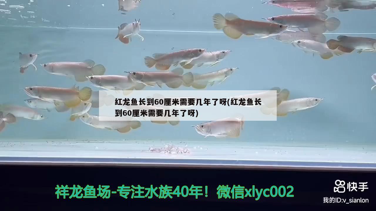 紅龍魚長(zhǎng)到60厘米需要幾年了呀(紅龍魚長(zhǎng)到60厘米需要幾年了呀)