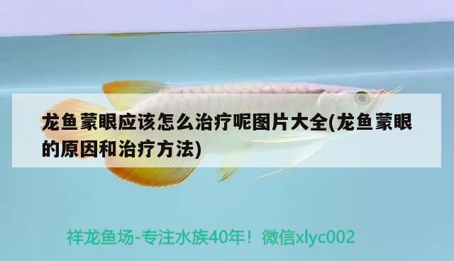 龍魚蒙眼應(yīng)該怎么治療呢圖片大全(龍魚蒙眼的原因和治療方法) 紅龍專用魚糧飼料