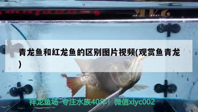 鯨魚為什么是哺乳動物為什么不是魚類 噴點菠蘿魚 第2張