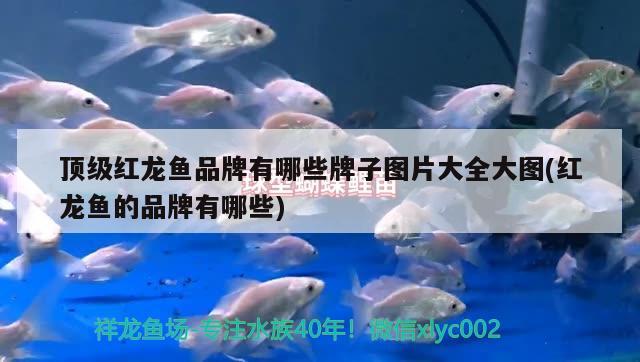 頂級紅龍魚品牌有哪些牌子圖片大全大圖(紅龍魚的品牌有哪些) 觀賞魚