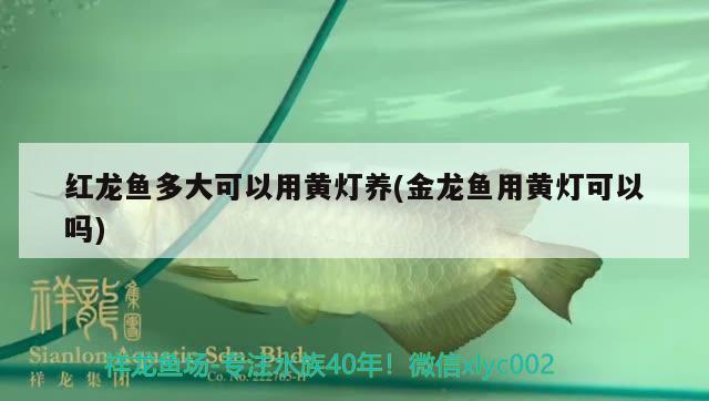 紅龍魚多大可以用黃燈養(yǎng)(金龍魚用黃燈可以嗎) 錦鯉魚