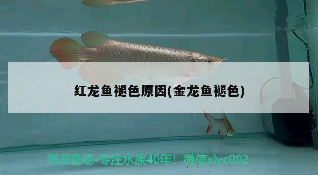 紅龍魚褪色原因(金龍魚褪色) 翡翠鳳凰魚