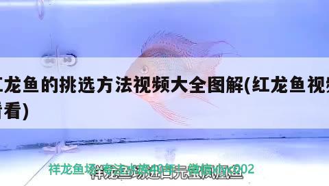 紅龍魚的挑選方法視頻大全圖解(紅龍魚視頻看看) 觀賞魚批發(fā)