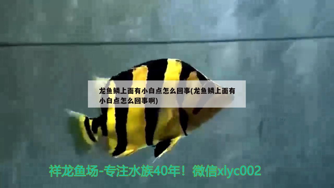 龍魚鱗上面有小白點怎么回事(龍魚鱗上面有小白點怎么回事啊)