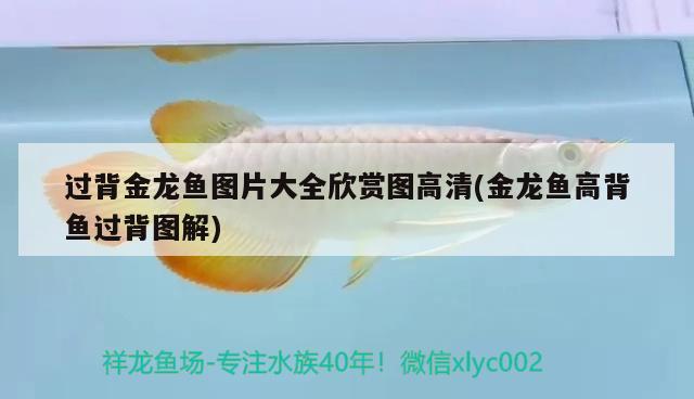 過背金龍魚圖片大全欣賞圖高清(金龍魚高背魚過背圖解) 過背金龍魚