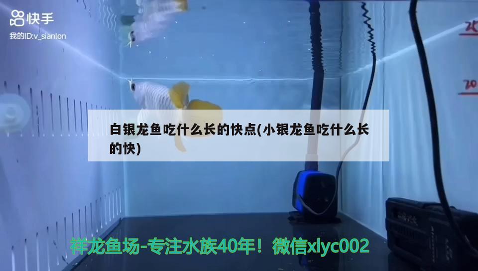 白銀龍魚吃什么長的快點(小銀龍魚吃什么長的快) 銀龍魚