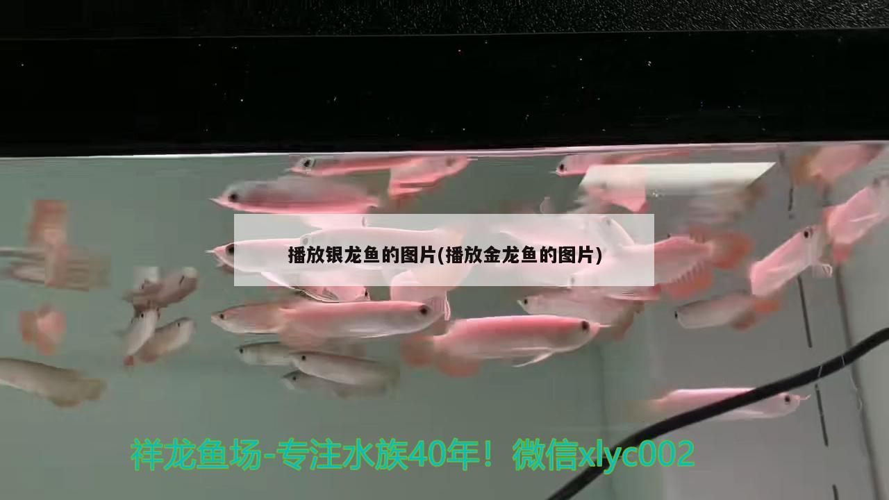 播放銀龍魚的圖片(播放金龍魚的圖片) 銀龍魚