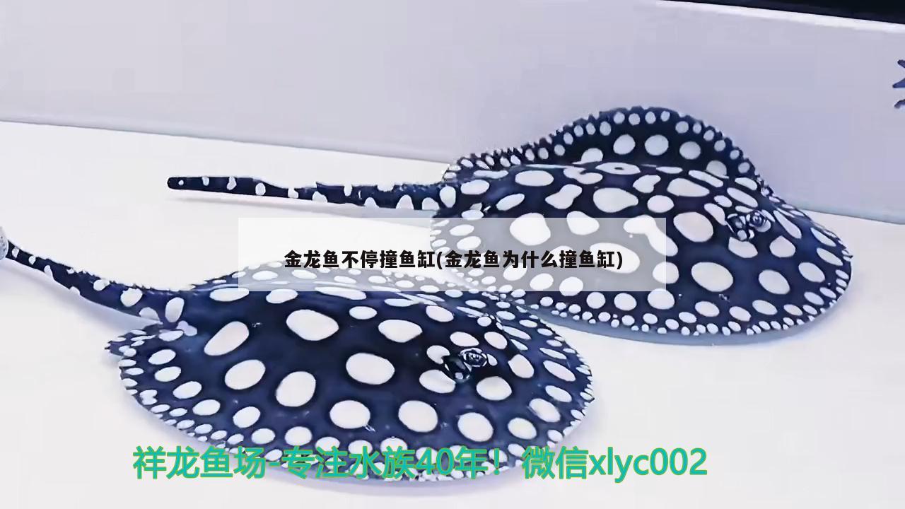 金龍魚不停撞魚缸(金龍魚為什么撞魚缸)