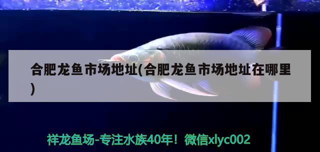 合肥龍魚(yú)市場(chǎng)地址(合肥龍魚(yú)市場(chǎng)地址在哪里)